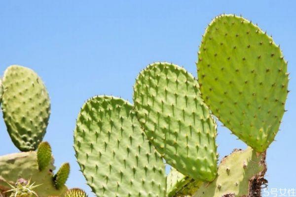仙人掌可以减肥吗 仙人掌怎么减肥