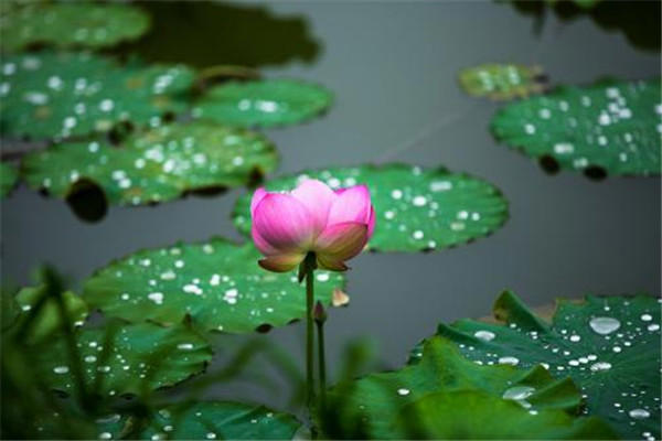 2019梅雨季节是什么时候 梅雨季节是什么