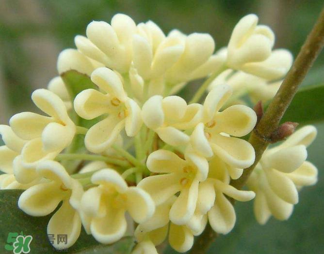 新鲜桂花怎么清洗?新鲜桂花可以冷冻吗?
