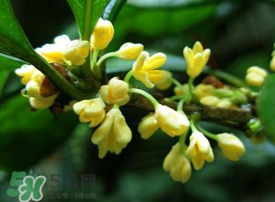 新鲜桂花怎么清洗?新鲜桂花可以冷冻吗?