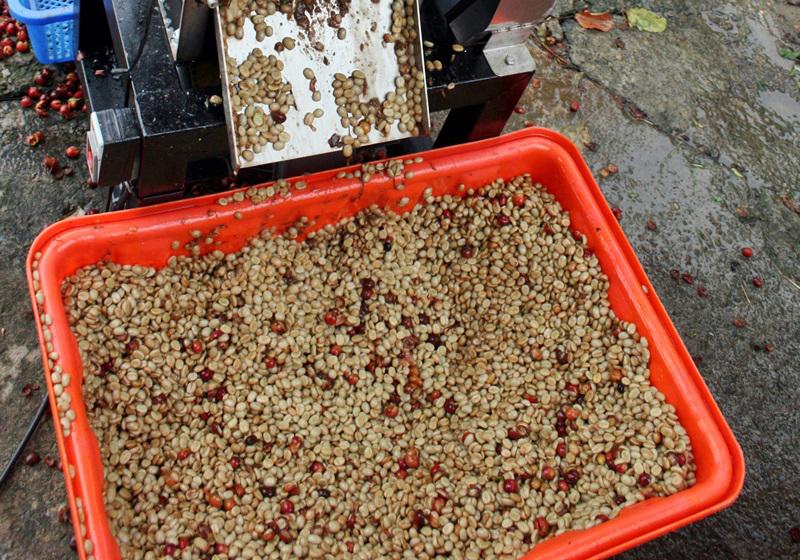 麝香猫咖啡的产地是哪里 猫屎咖啡由来介绍