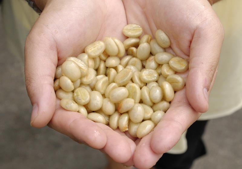 麝香猫咖啡的产地是哪里 猫屎咖啡由来介绍