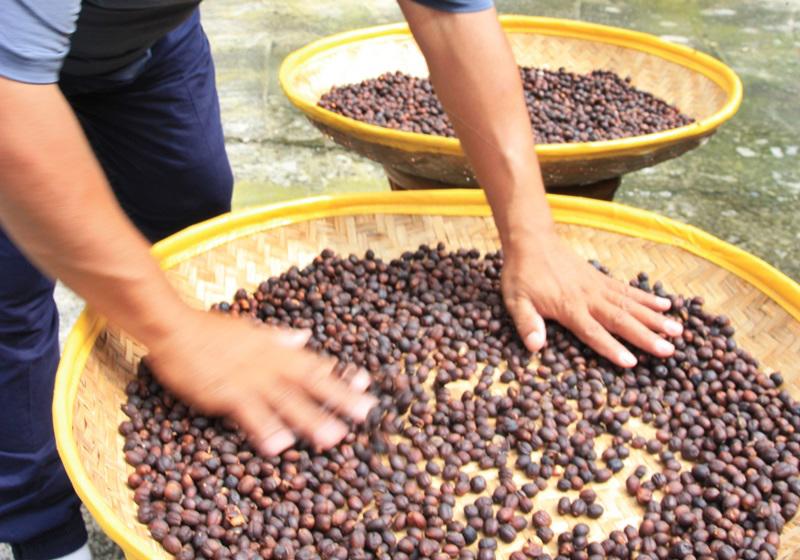 麝香猫咖啡的产地是哪里 猫屎咖啡由来介绍