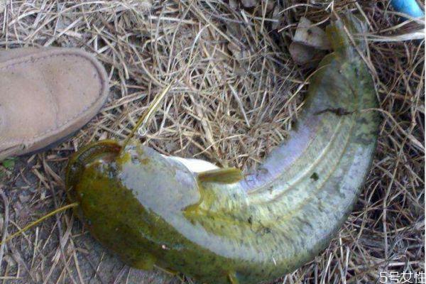 吃大口鲶有什么注意的呢 大口鲶怎么做好吃呢