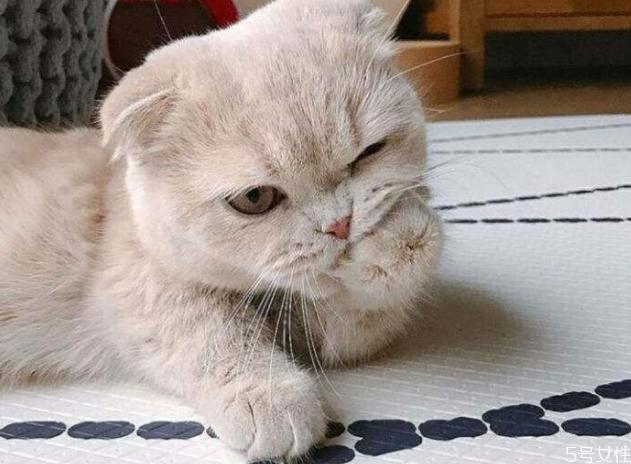 母猫绝育多少钱 母猫不绝育会怎么样