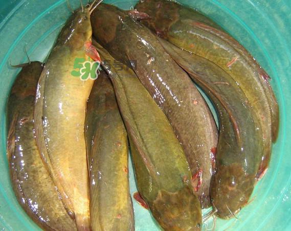 黄蜂鱼怎么煮好吃？黄蜂鱼炖汤孕妇可以喝吗