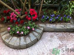 10月份可以种什么花?10月份种花好吗