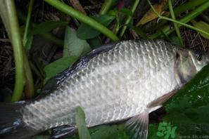 秋天夜钓鲫鱼用什么饵料？秋天夜钓鲫鱼饵料配方