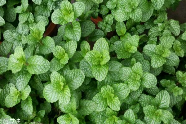 薄荷为什么会凉 薄荷醇的原因