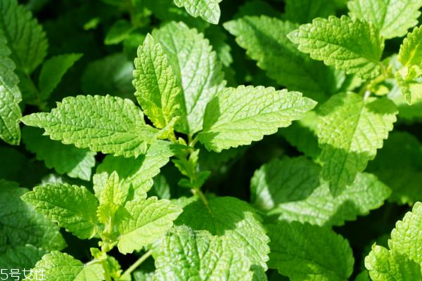 薄荷为什么会凉 薄荷醇的原因