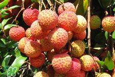 新鲜荔枝怎么保存？新鲜荔枝的储存方法