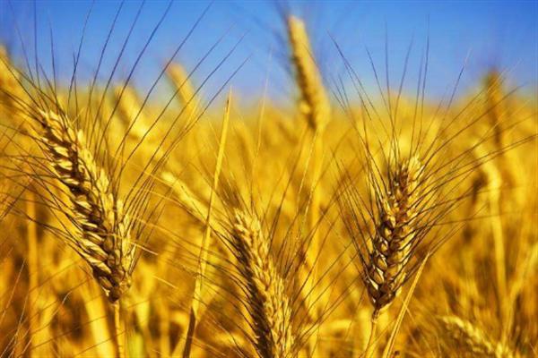 主食有哪些 主食对人体很重要