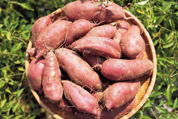 主食有哪些 主食对人体很重要