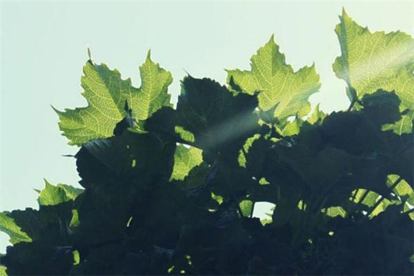 小满是什么季节 小满节气习俗