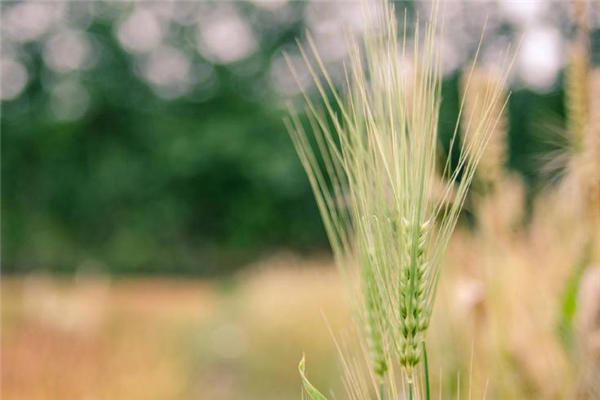 小满是什么季节 小满节气习俗