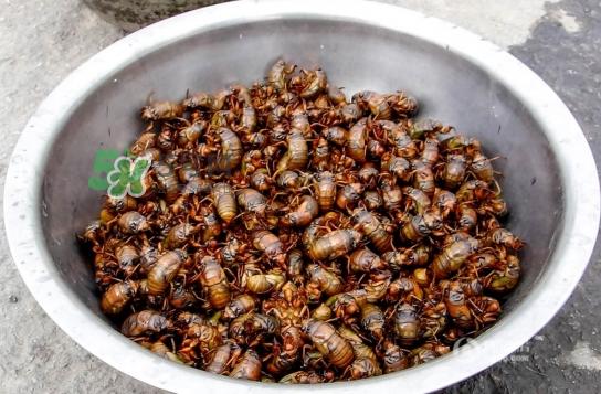 知了龟多少钱一斤？知了龟多少钱一个？