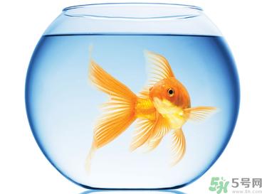 家里养鱼好吗？家里养鱼有什么讲究？
