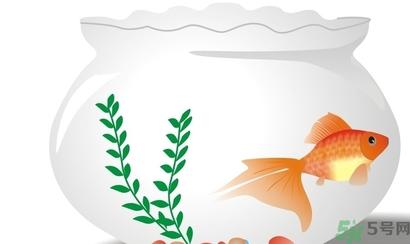 家里养鱼好吗？家里养鱼有什么讲究？
