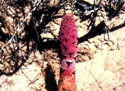 锁阳能壮阳吗 锁阳壮阳食谱