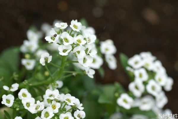 什么是香雪球呢 香雪球有什么作用吗