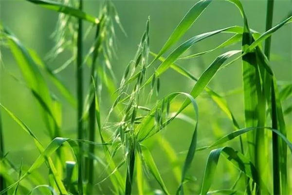 野燕麦是什么 野燕麦的功效与作用