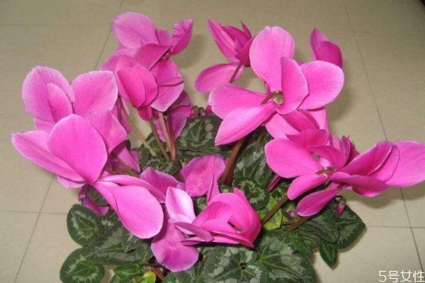 兔子花的花期是几月份呢 兔子花有香味吗