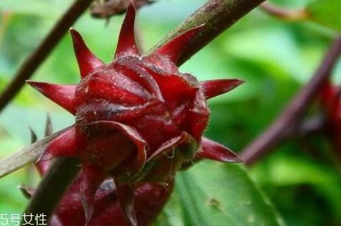 红桃k果什么时候种 种植方法