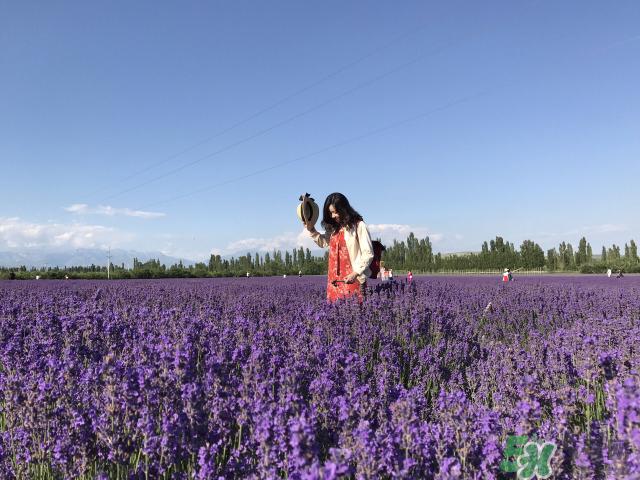 去新疆旅游攻略 去新疆旅游推荐路线