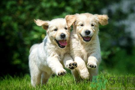 狗狗发烧了怎么办？狗狗发烧的症状有哪些？