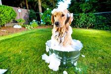 狗狗发烧了怎么办？狗狗发烧的症状有哪些？