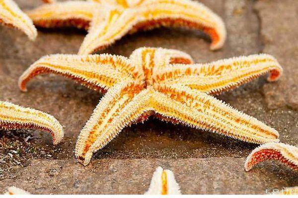 海星可以吃吗 海星有什么营养价值呢