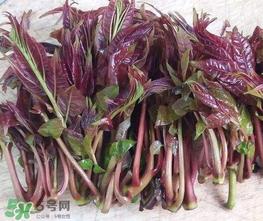 香椿芽怎么吃?新鲜香椿芽怎么吃