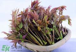 香椿芽怎么吃？新鲜香椿芽怎么吃