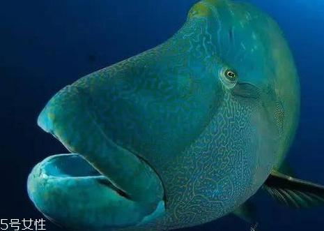 苏眉鱼多少钱一斤 苏眉鱼有毒吗