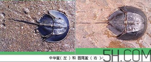 中华鲎是保护动物吗？中华鲎和圆尾鲎的区别