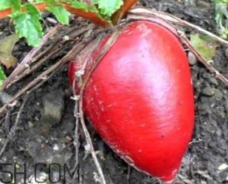 红萝卜是凉性的吗 红萝卜是凉性还是热性