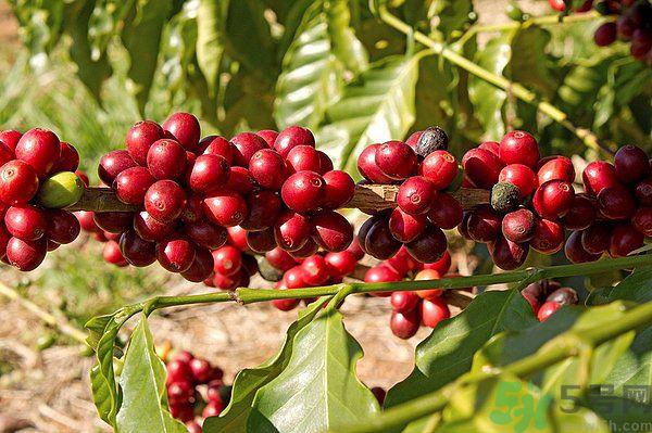 樱桃枝能治疗痛经吗？樱桃枝的功效与作用