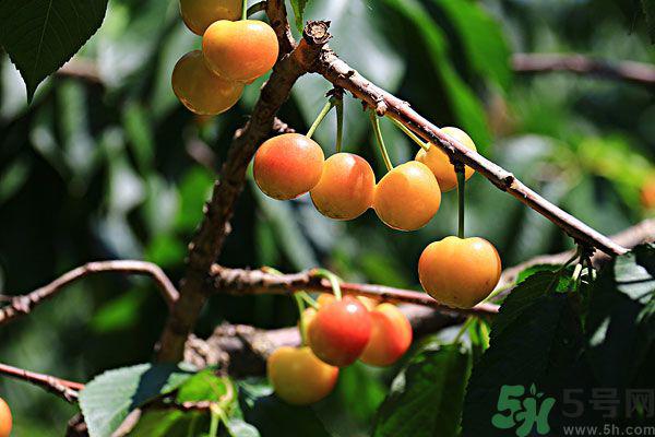 樱桃枝能治疗痛经吗？樱桃枝的功效与作用