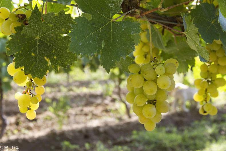 bio-e酵母精华有效吗 1个月使用效果