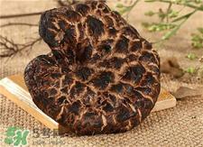 虎掌菌的营养价值 虎掌菌的功效与作用