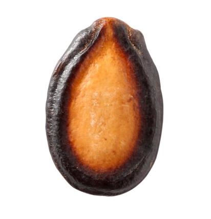 西瓜子是西瓜的子吗？西瓜子怎么种的