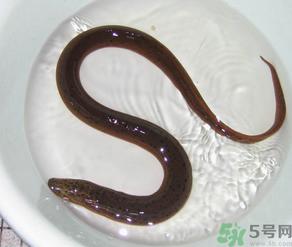 十月份可以钓黄鳝吗？黄鳝可以钓到几月份？