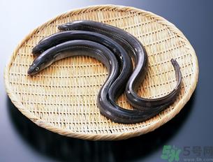 十月份可以钓黄鳝吗？黄鳝可以钓到几月份？