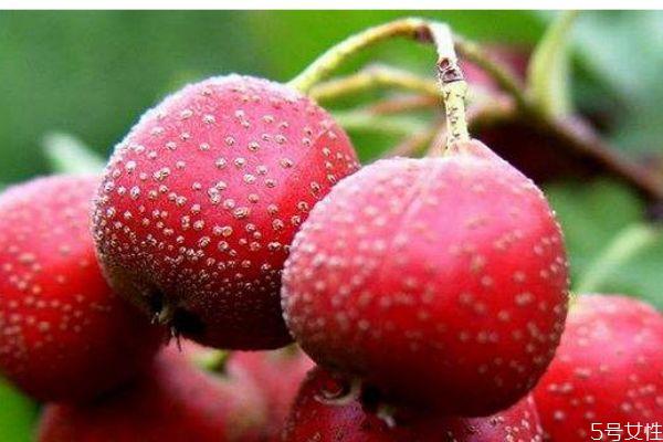 山楂一般几月份成熟呢 山楂的市场价格是多少呢