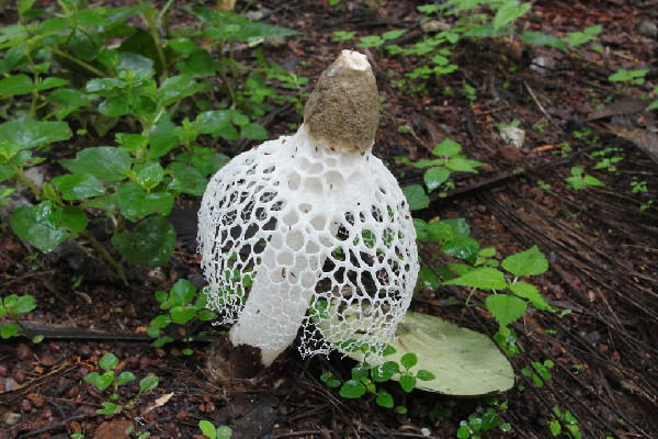 竹荪是哪里的特产 竹荪什么颜色的比较好