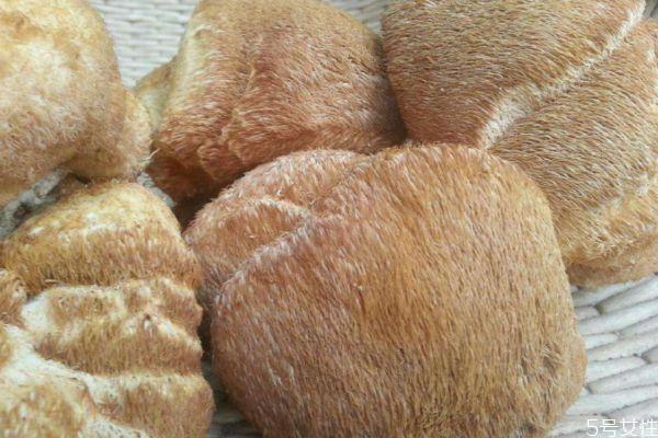 什么是猴头菌呢 猴头菌有什么营养价值呢