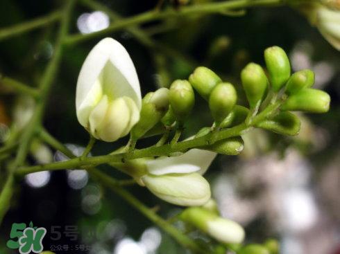 槐米是什么?槐米的功效与作用