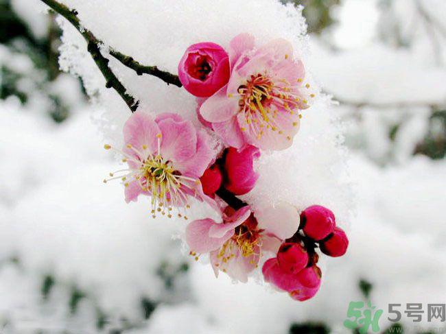 清明节有哪些习俗？清明节习俗的来源？