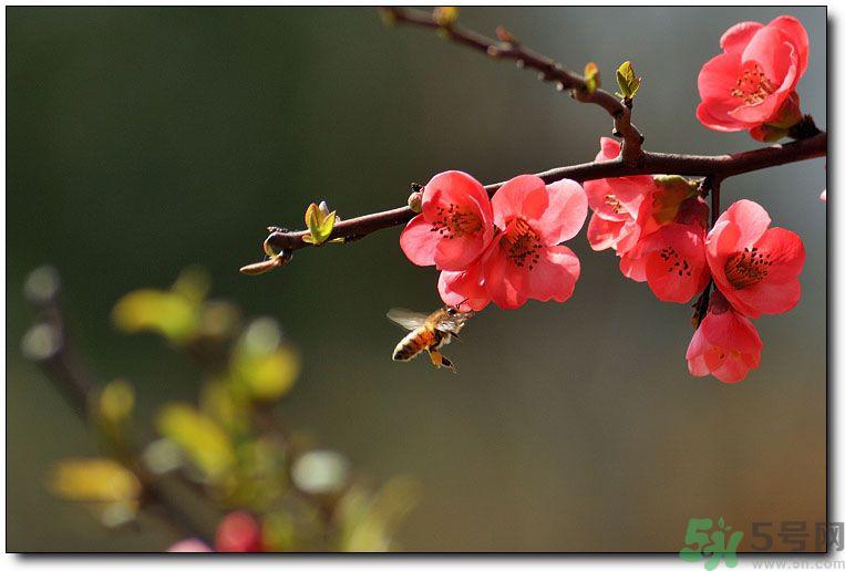 清明节有哪些习俗?清明节习俗的来源?