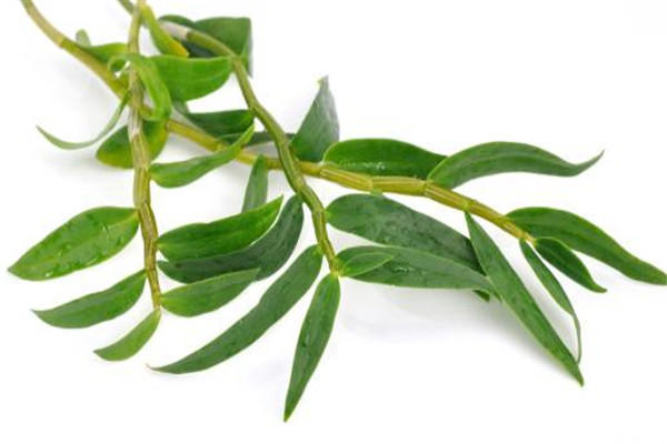 铁皮石斛适合什么人吃 铁皮石斛适合这些人吃